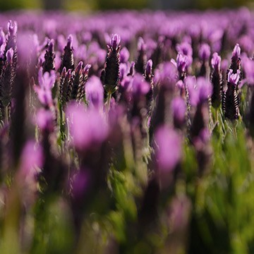 Lavendula stoechas