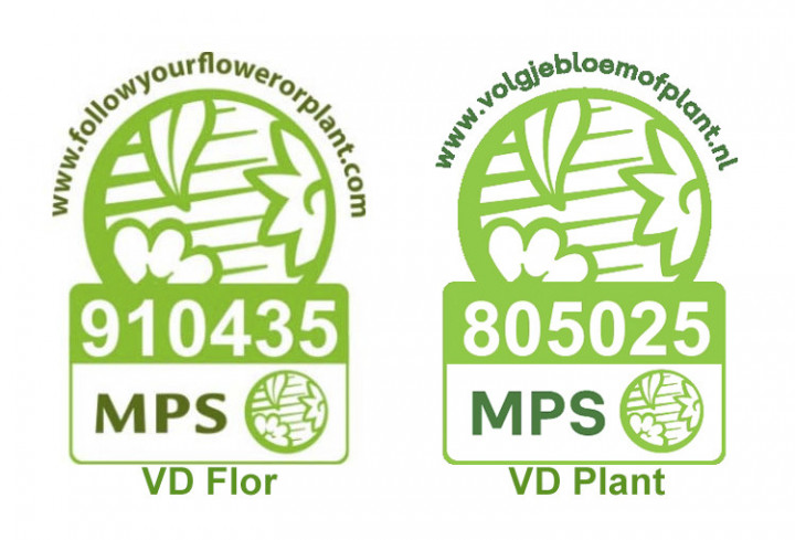 Mps 805025 En 910435