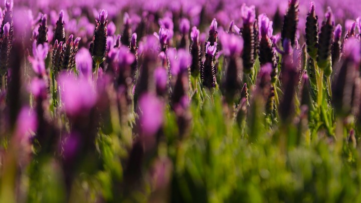 Lavendel