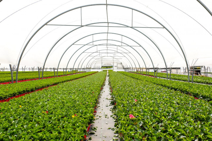 Vdplant27032021 37 2